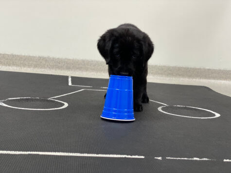 Click to enlarge puppy study