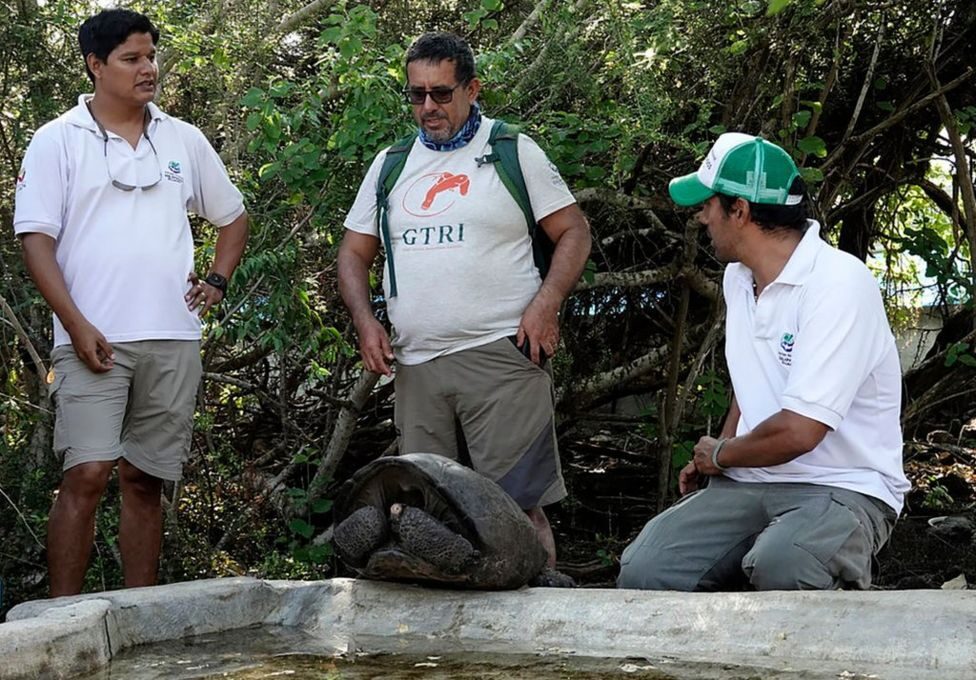 Click to enlarge tortoise