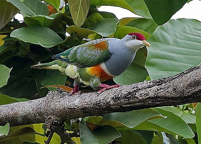 Wallace's fruit dove