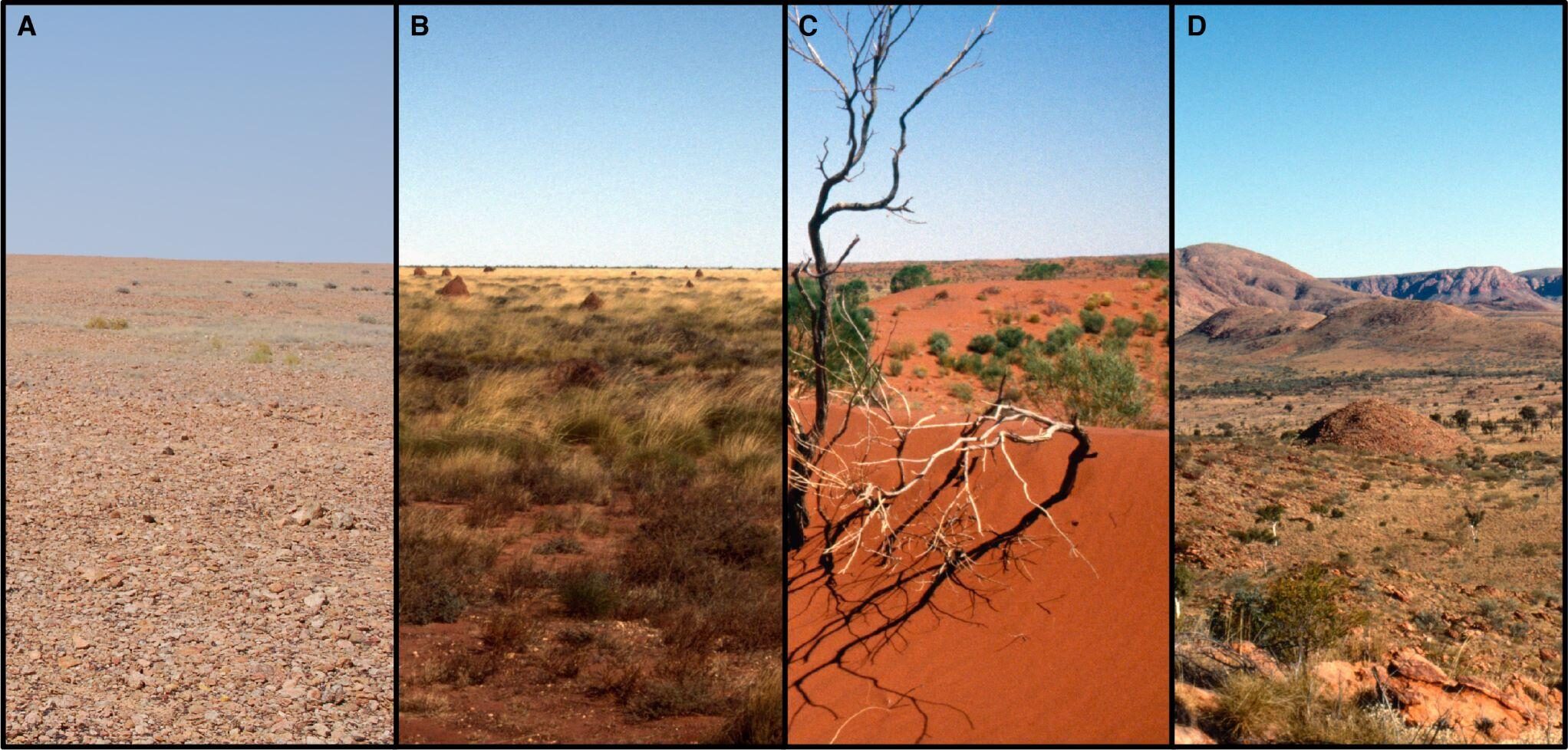 Western Desert