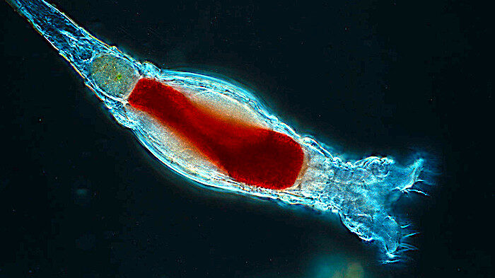 Rotifera