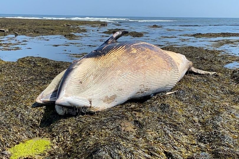 Click to enlarge A second dead minke whale has washed up on a