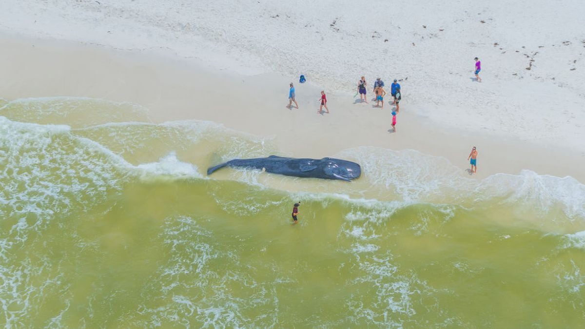 A sub-adult Sperm whale washed up on the shore of a popular local hotspot, Shell Island.