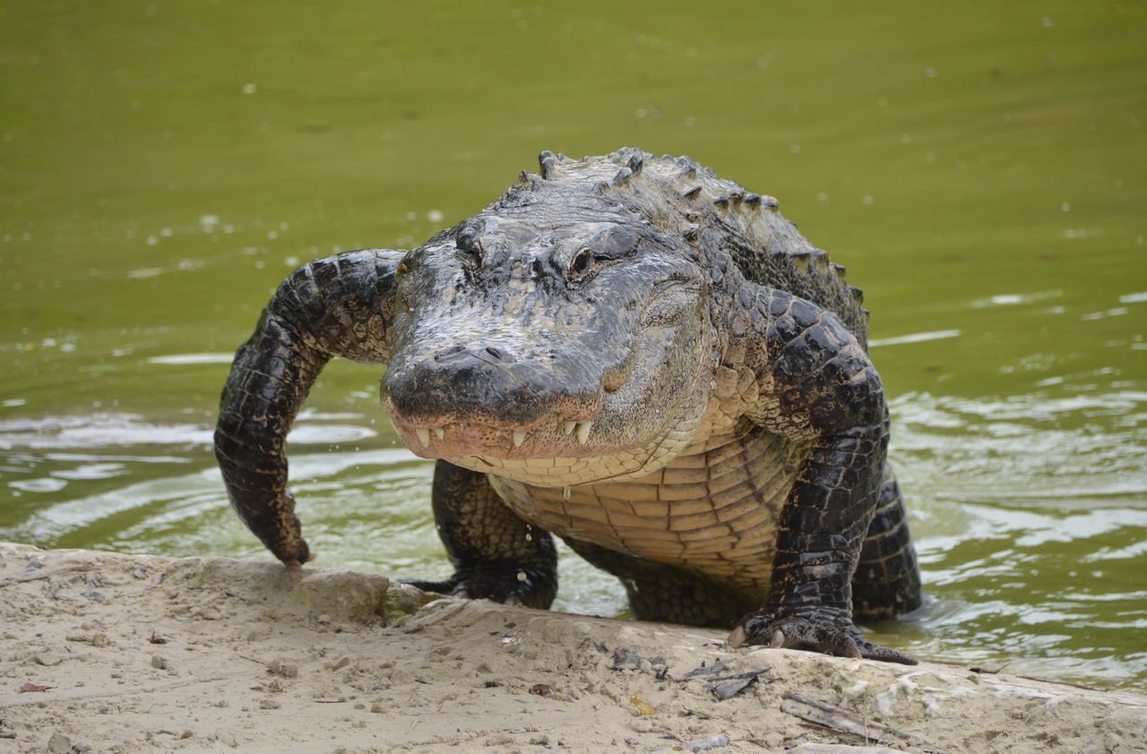 A diver looking for shark teeth is attacked by an alligator in a Florida river and survives.