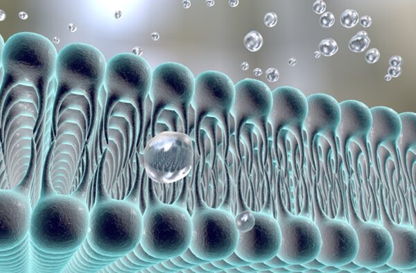 membrane