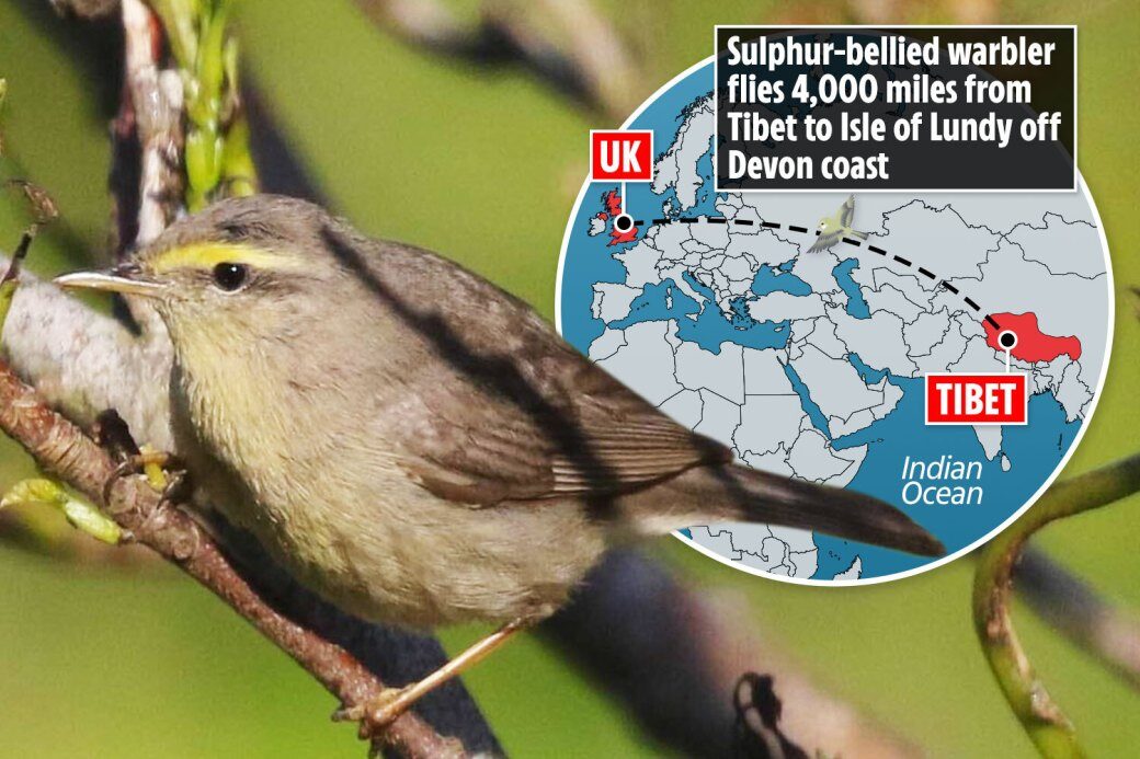 Click to enlarge Sulphur-bellied Warbler on Lundy Island