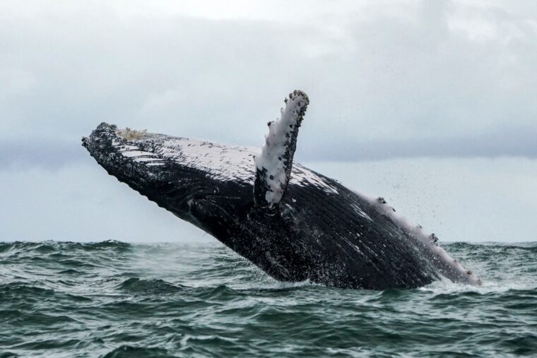 Click to enlarge Michael Packard got caught in the mouth of a humpback whale for 30-40 seconds before escaping (Photo Miguel Medina/AFP via Getty Images)