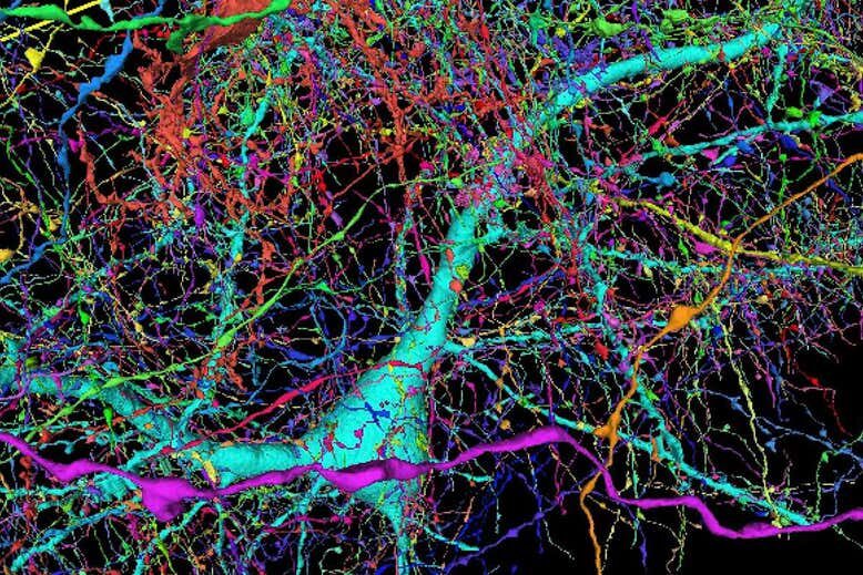 single neuron
