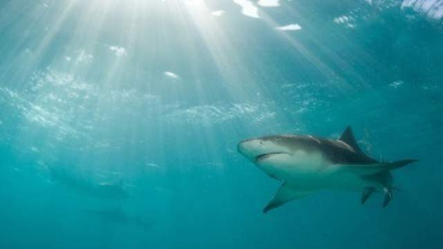 shark