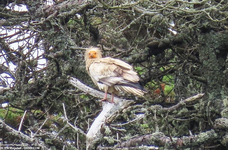 Rare sighting: An Egyptian vulture, considered endangered worldwide, has been seen in the UK for the first time in 150 years
