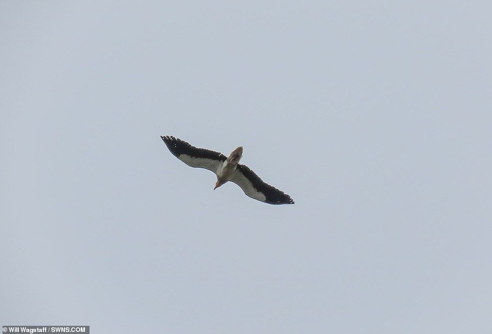 Click to enlarge The bird of prey, also known as 'the pharaoh's chicken' because of its links to ancient Egypt, was spotted on the Isles of Scilly