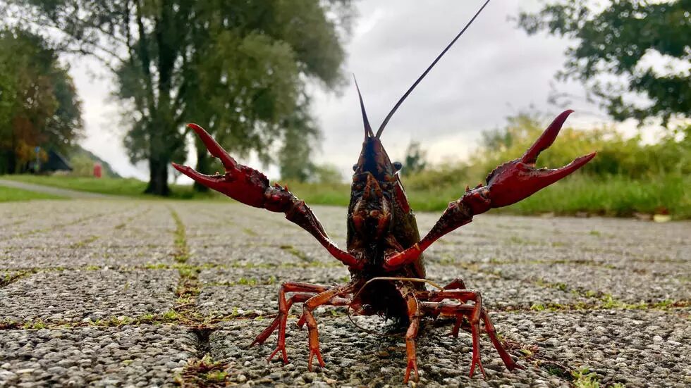 Click to enlarge crayfish risky behavior antidepressants