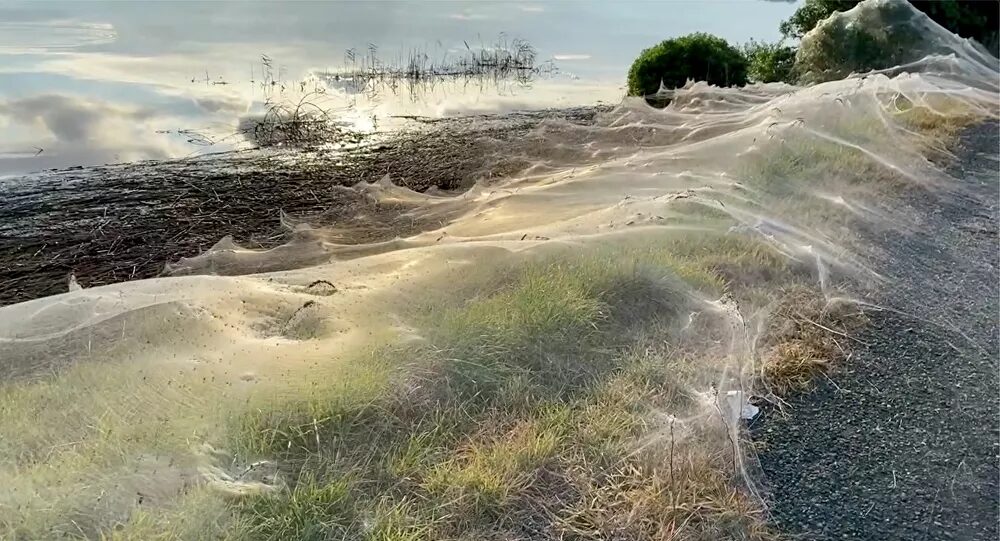 Waves Of Spider Webs