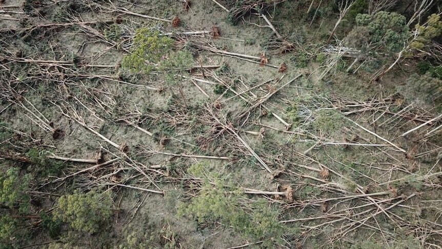 Click to enlarge Storm damage in Bullarto, central Victoria