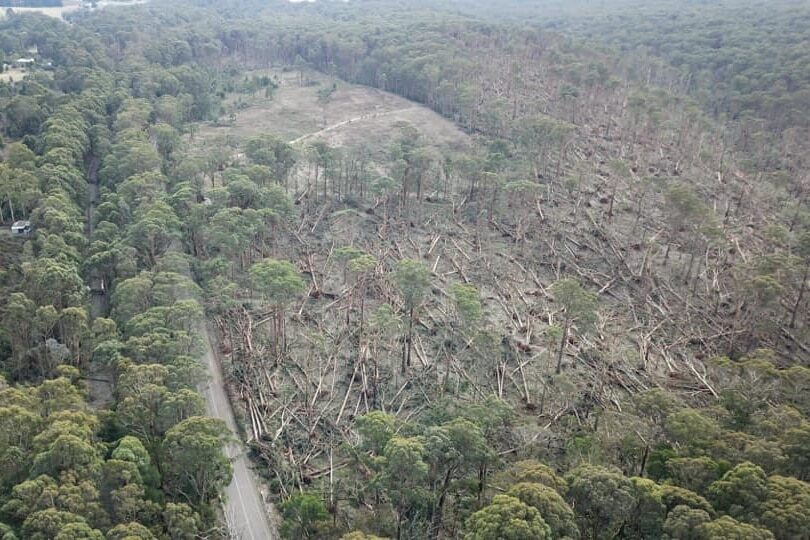 Click to enlarge Forest around Trentham and Daylesford was the areas hardest hit by the storm in central Victoria