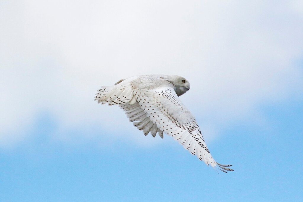 Click to enlarge A snowy owl flies over Drakes Island in Wells on Wednesday. Snowy owls are common in the area in winter, but are very rare at this time of year.