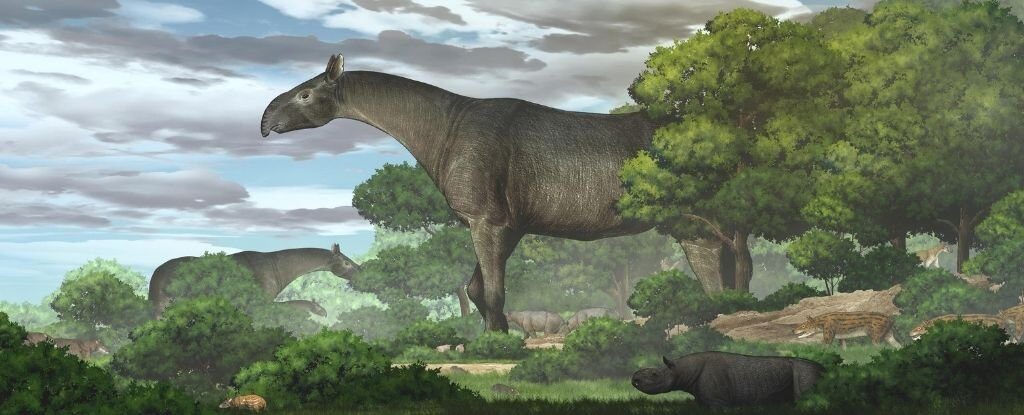 rhino
