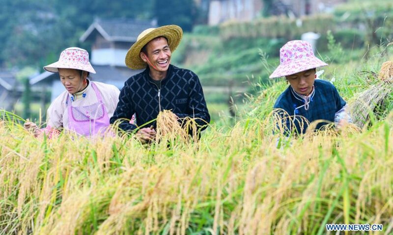 china farmer rice