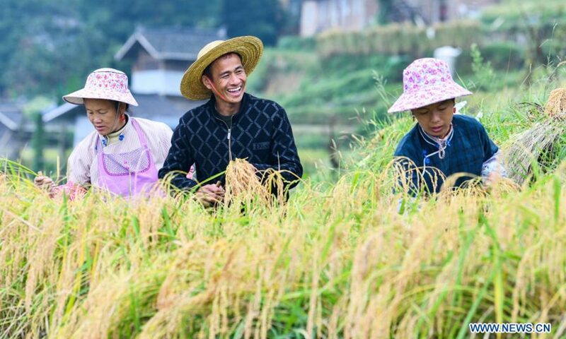 Click to enlarge china farmer rice