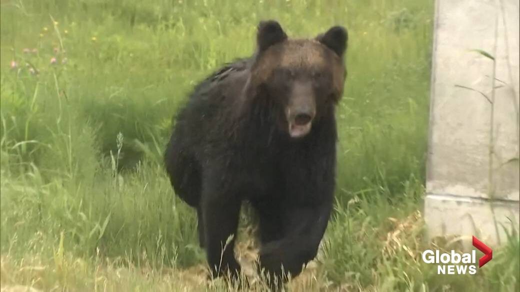 Four people were injured when a wild bear attacked people inside a residential neighbourhood in Sapporo, Japan on Friday.