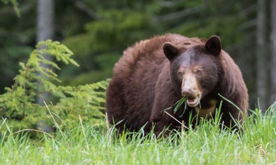 Click to enlarge A brown bear has killed a man in Slovakia. The number of bears in Slovak mountains has risen to estimated 2,760 last year from below 900 two decades ago.