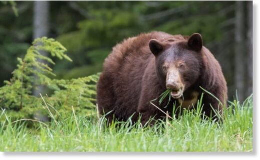 A brown bear has killed a man in Slovakia. The number of bears in Slovak mountains has risen to estimated 2,760 last year from below 900 two decades ago.