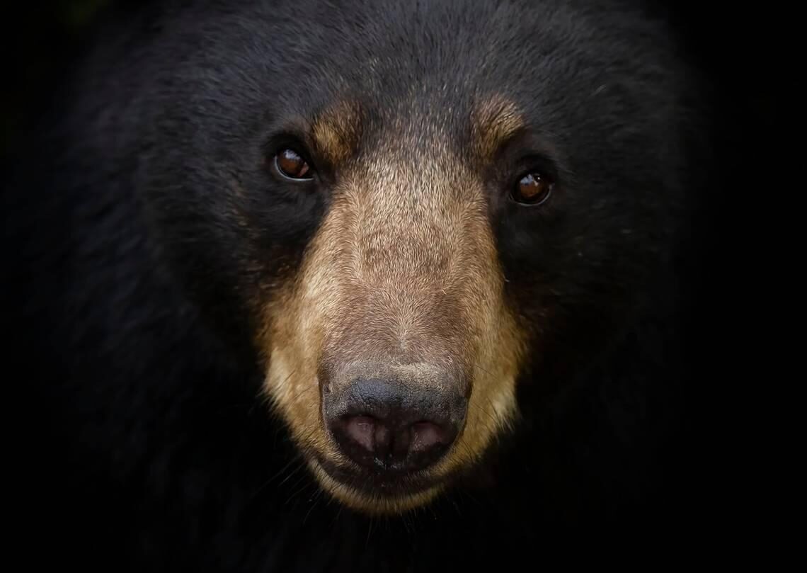 bear