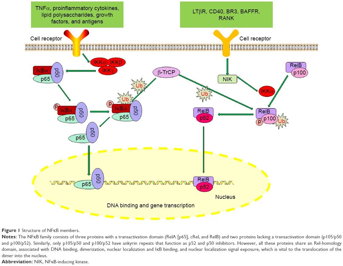 Click to enlarge transcription factor NFκB immune system signals
