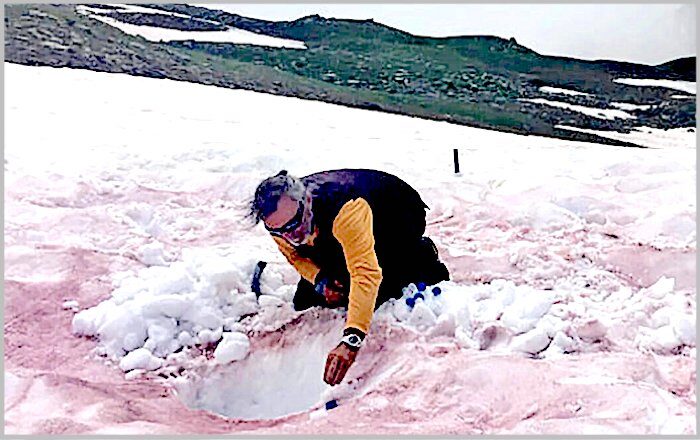 Click to enlarge Red snow