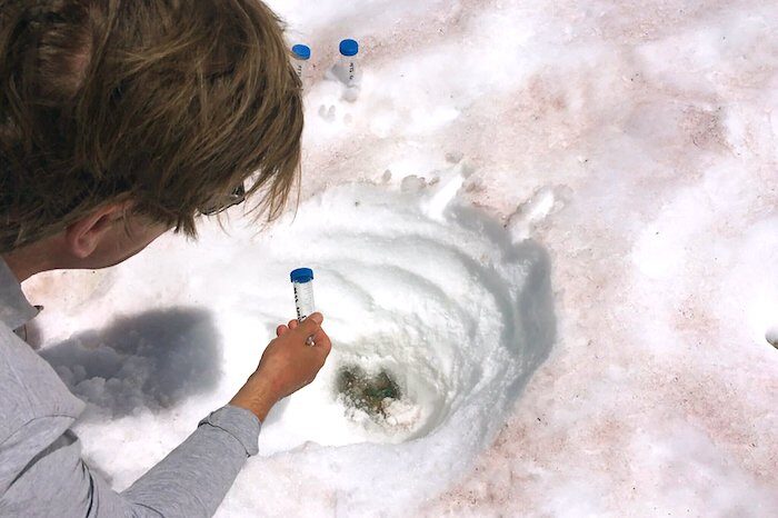 snow algae and test tube