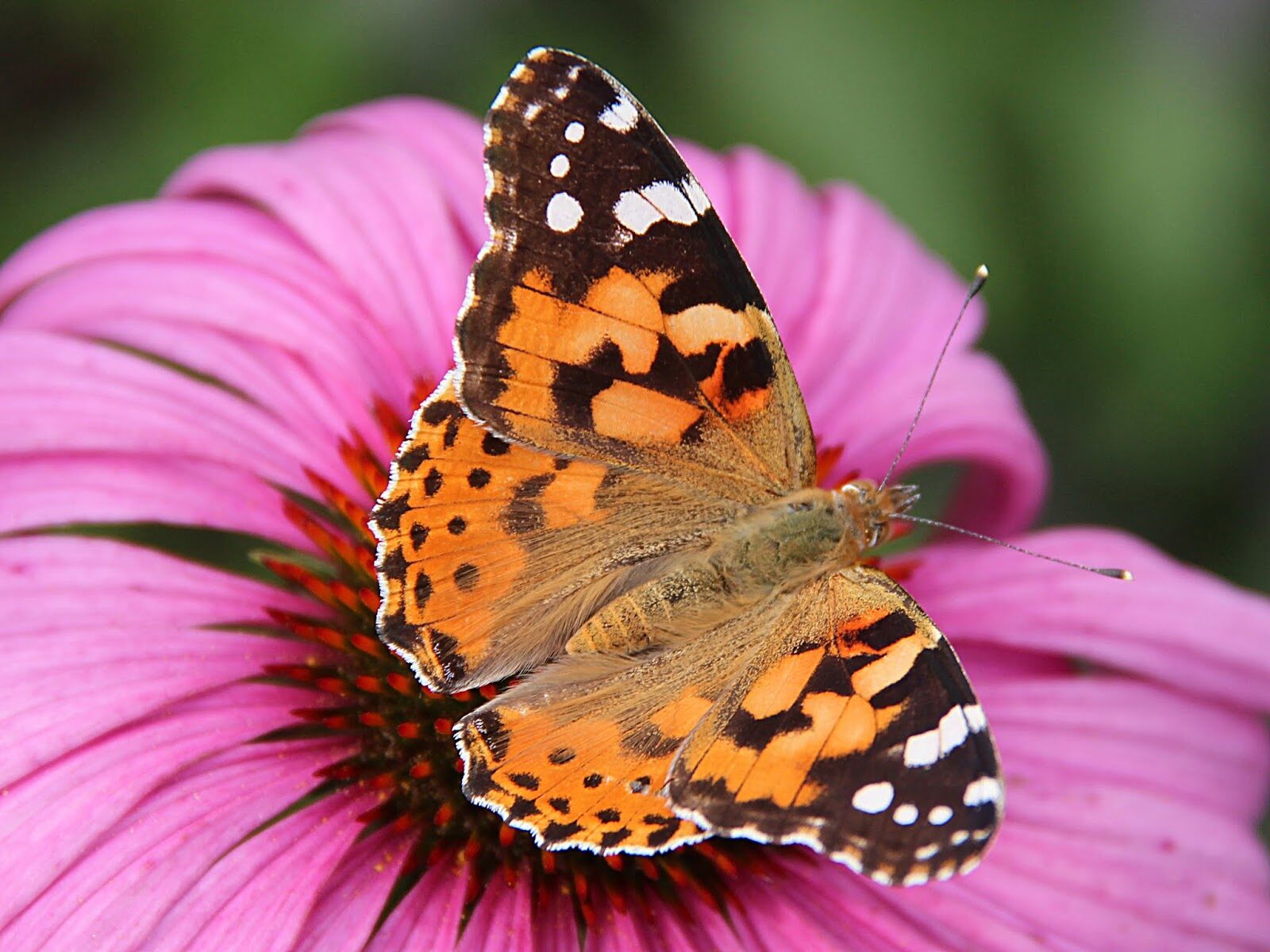 butterfly