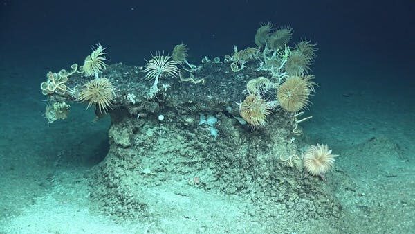 Click to enlarge seamount