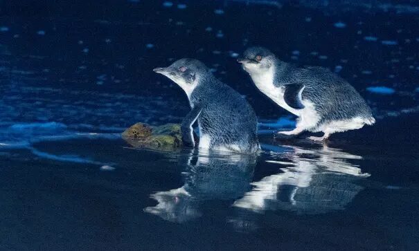 penguin