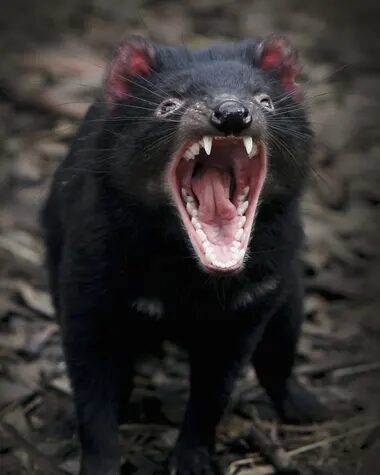 Click to enlarge Tasmanian devils