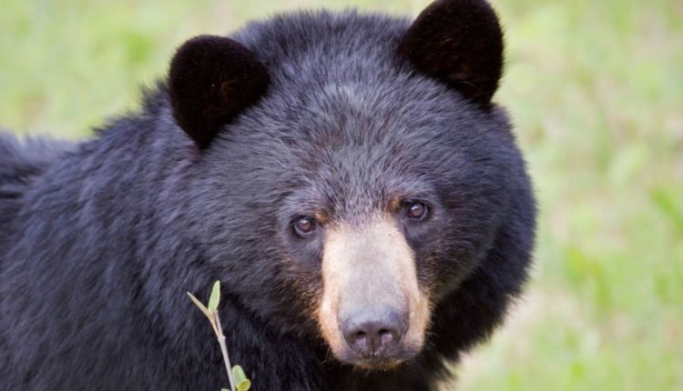 bear