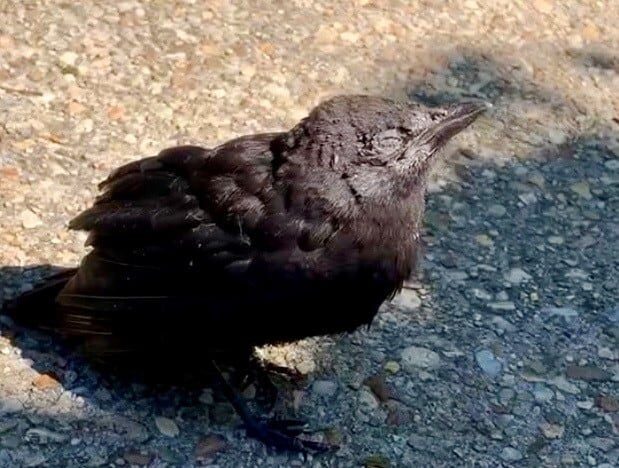 Birds are going blind in the Washington region