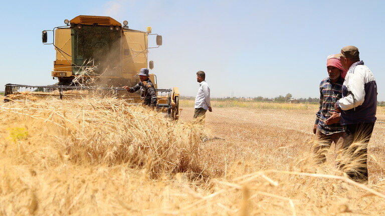 Click to enlarge syria wheat crop farmer