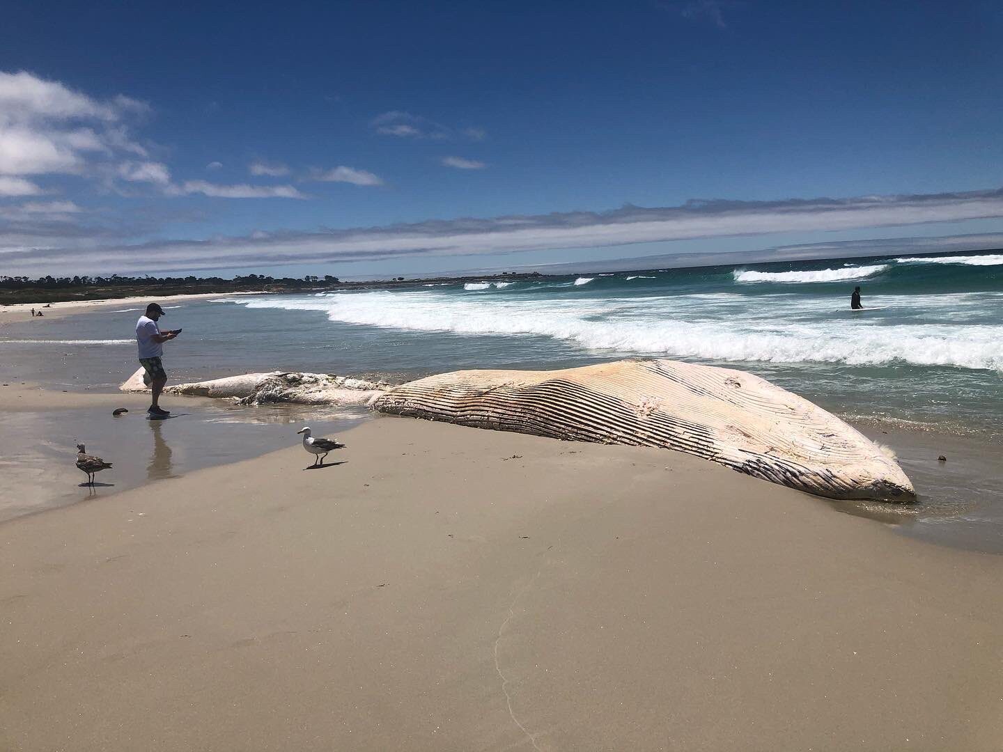 dead whale