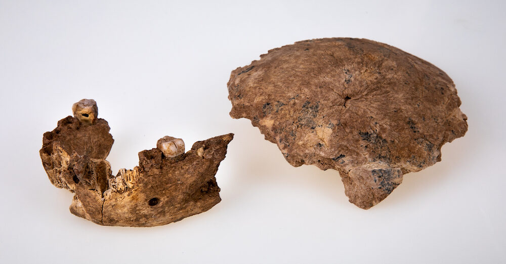 Click to enlarge Nesher Ramla human mandible