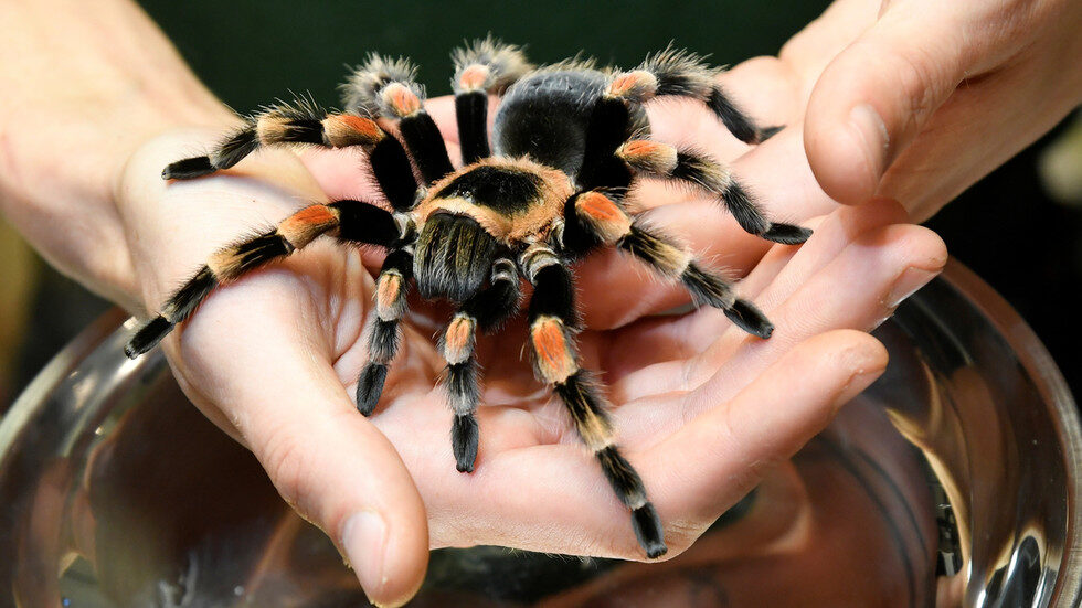tarantula spider