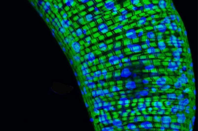 fruit flly genes aging gut bacteria
