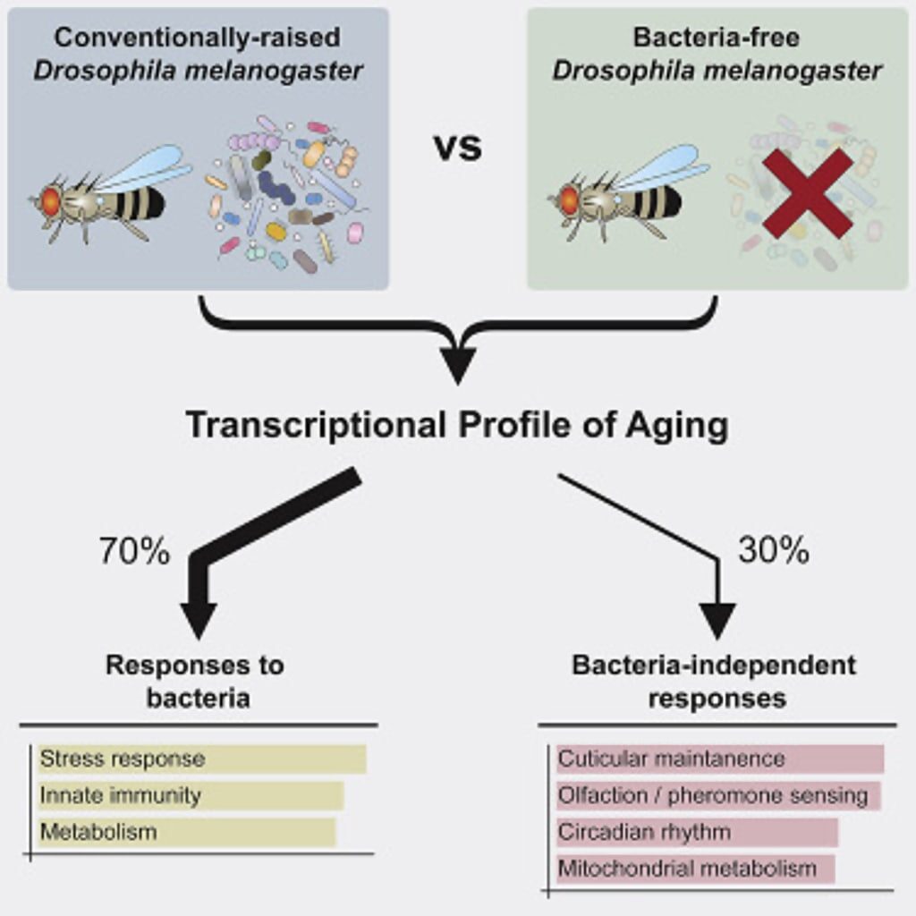 fruit fly gut genez bacteria aging