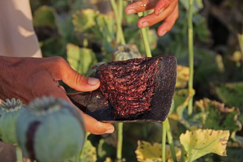 Click to enlarge An Afghan farmer collects raw opium