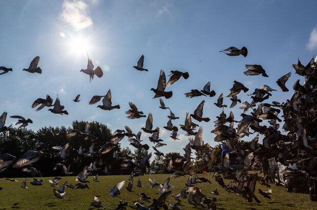 pigeons