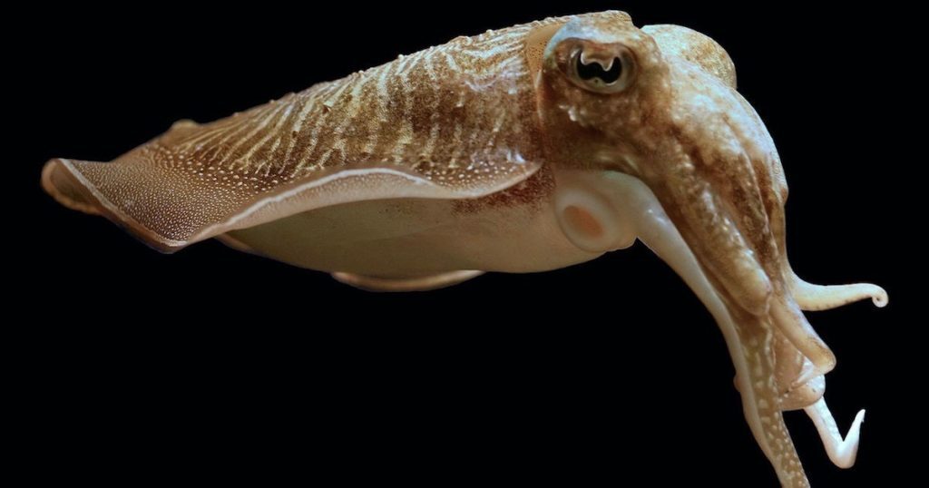 Common cuttlefish (Sepia officinalis)