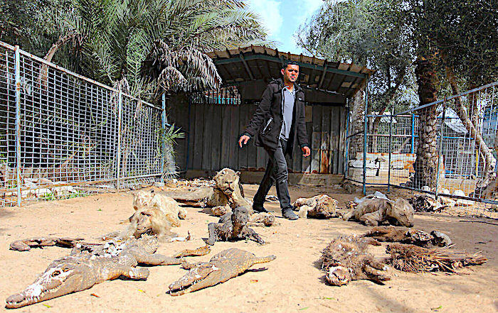 Click to enlarge taxidermy animals