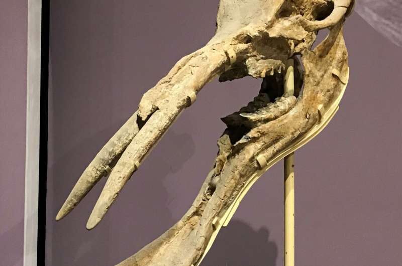 Click to enlarge Platybelodon