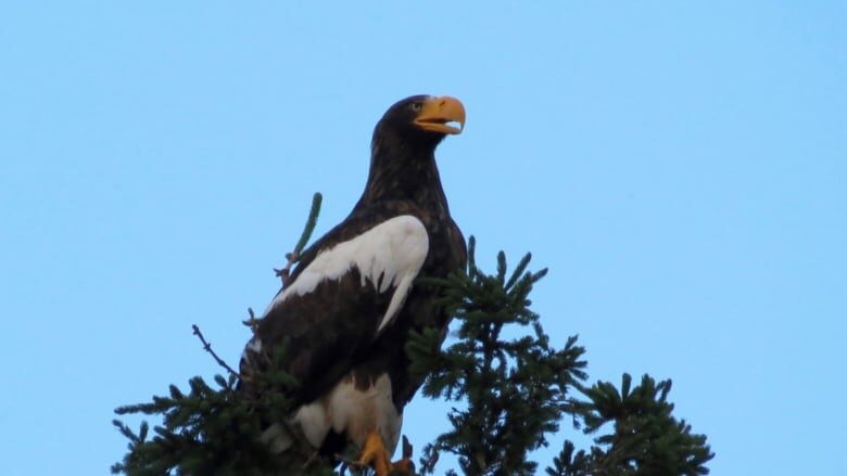 This steller's sea eagle was spotted on the Restigouche River in northern New Brunswick.