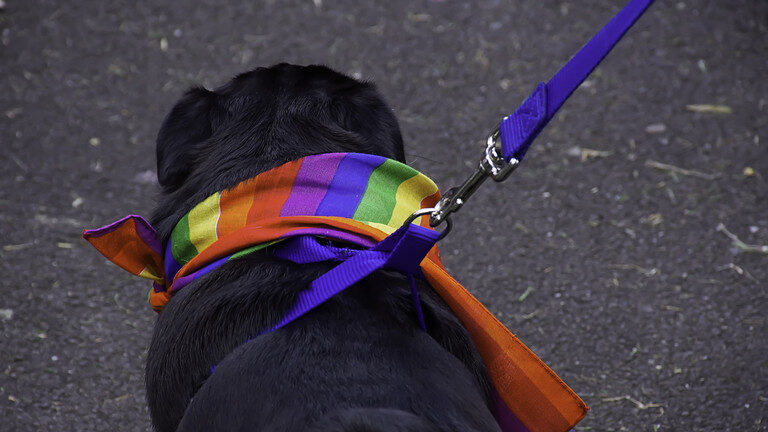 Click to enlarge dog lgbt rainbow