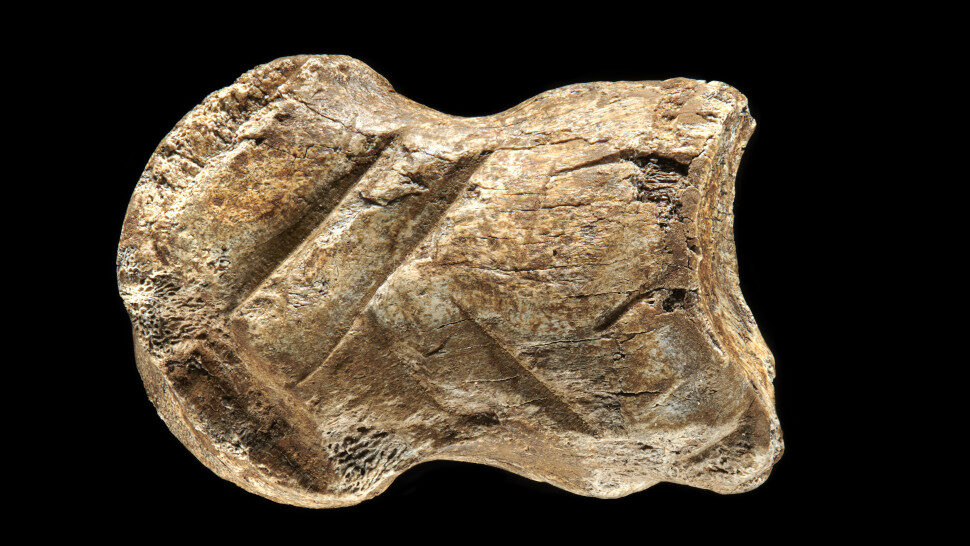 The Neanderthal bone carving.
